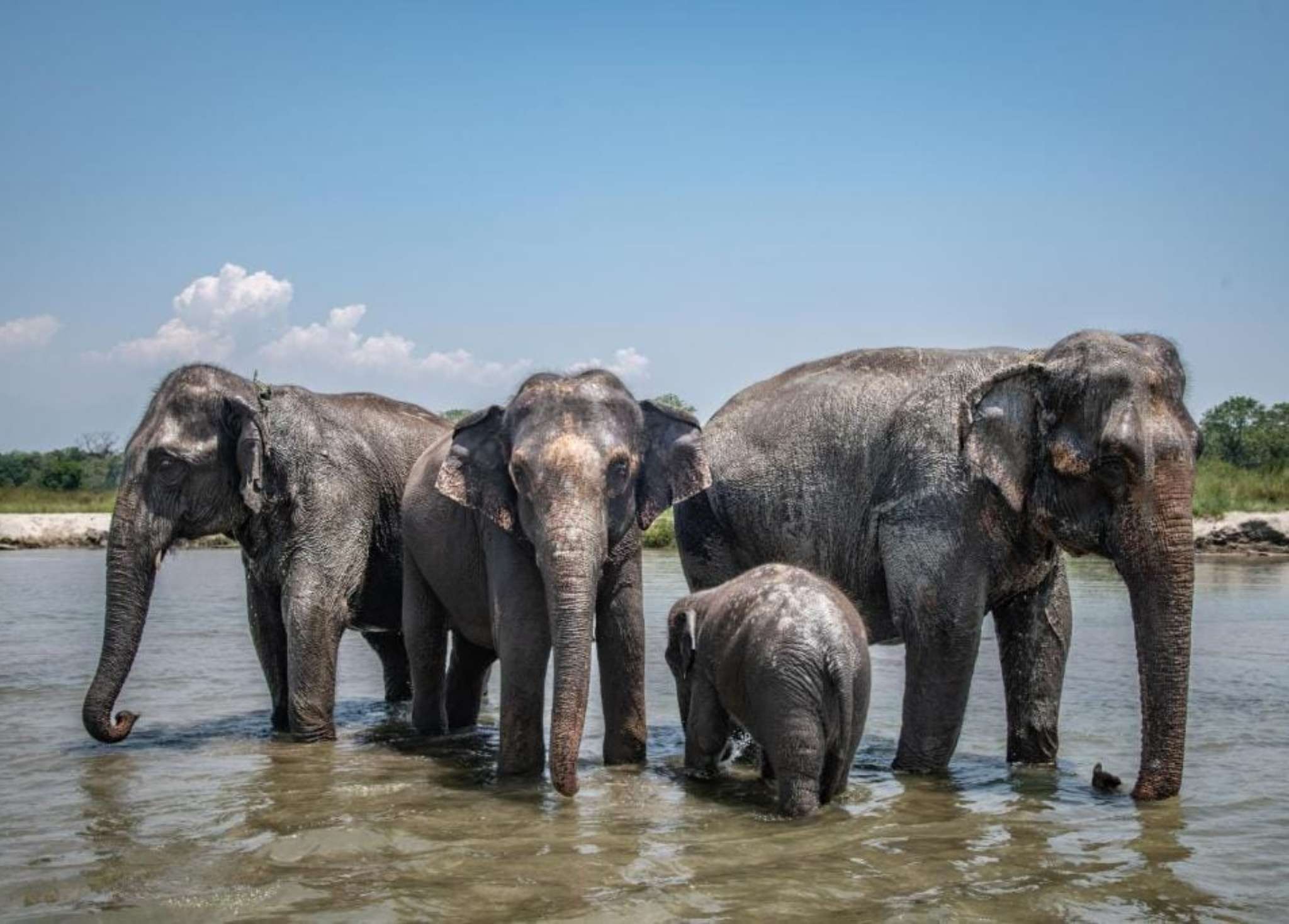 https://admin.yetihikes.com/media/Elephants_in_chitwan.jpg