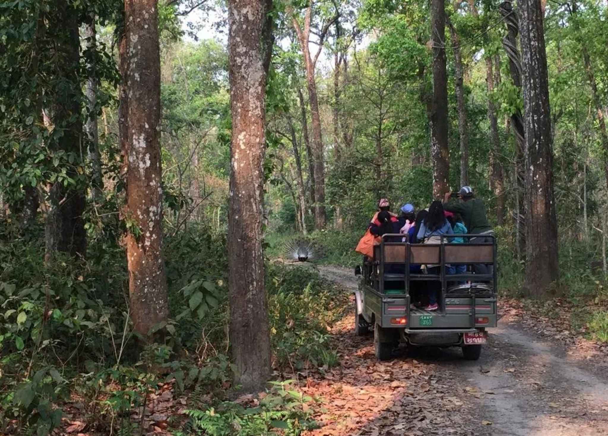 https://admin.yetihikes.com/media/Jeep_safari_in_chitwan.jpg