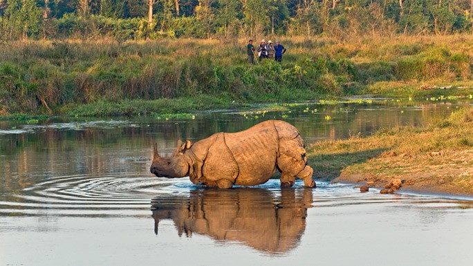 https://admin.yetihikes.com/media/One_horned_rhino_in_chitwan_XfsFjG8.jpg