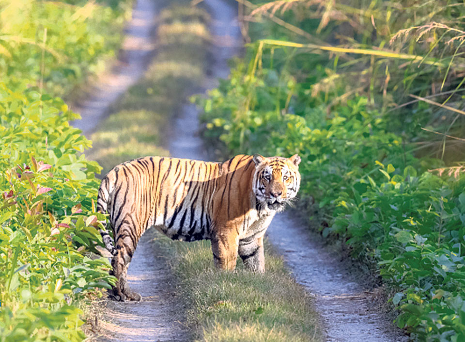 tiger in bardiya